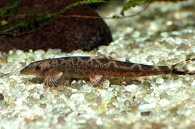 Spotted Lizard Loach 7cm