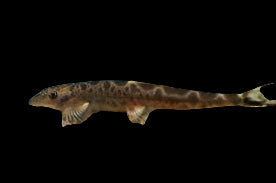 Spotted Lizard Loach 7cm - Tropical Supplies North East