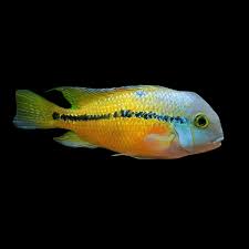 Nicaraguan Cichlid 6-7cm