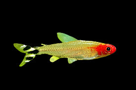 Rummy Nose Tetra 3.5cm - Tropical Supplies North East
