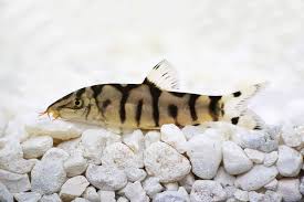 Yo-yo Loach 5cm