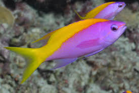 Yellowback Anthias MED