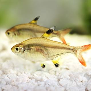 X-ray Tetra 3cm