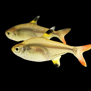 X-ray Tetra 3cm - Tropical Supplies North East