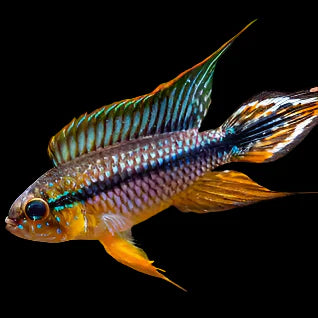 Apistogramma Agassizii Double Red 3-4cm south america