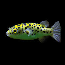 Green Spotted Puffer