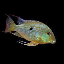 Geophagus Taeniopareius