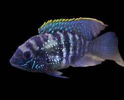 Blue Acara 3cm - Tropical Supplies North East