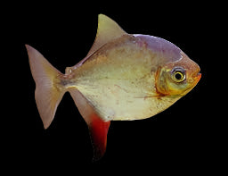Red Hook Silver Dollar 4cm - Tropical Supplies North East