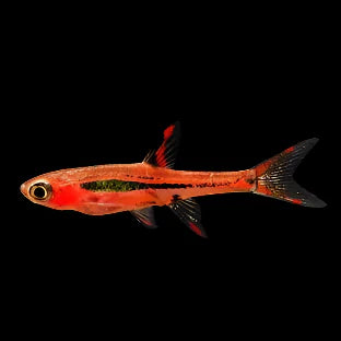 Chilli Rasbora 1cm rasboras