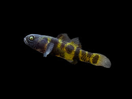 Bumble Bee Goby 2cm