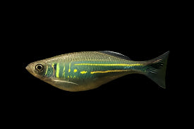 Malabar Danio 4cm - Tropical Supplies North East