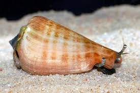 Orange Lipped Conch
