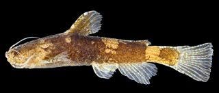 Malayan Minicat (akysis microps) - Tropical Supplies North East