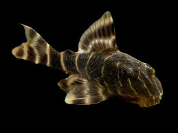 Clown Pleco L104 5-6cm
