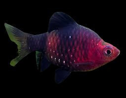 Black Ruby Barb 2.5-3cm - Tropical Supplies North East
