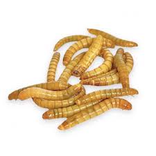 Live Mealworm Pre Pack