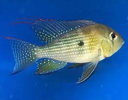 Threadfin Acara 6cm