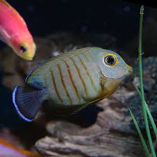 Mimic Tang - Red Stripe MED