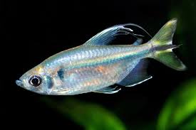 Yellow Tail Congo Tetra 5-6cm