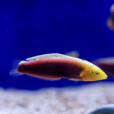 Multicolour Wrasse SML