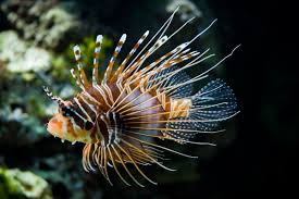 Antennata Lionfish MED