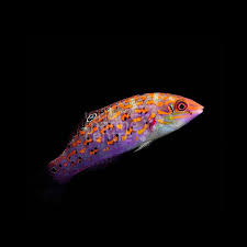 Timor Wrasse MED