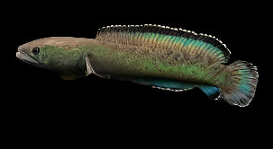 Green Emerald Snakehead 15cm