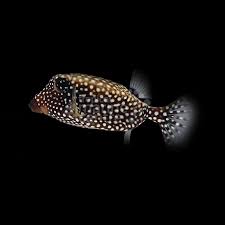 Black Boxfish SML