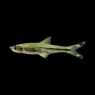 Scissortail Rasbora 4-5cm - Tropical Supplies North East