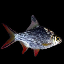 Tinfoil Barb 7cm - Tropical Supplies North East