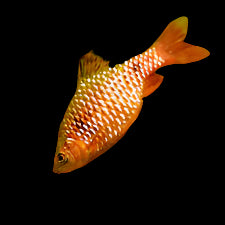 Golden Rosy Barb 4cm - Tropical Supplies North East