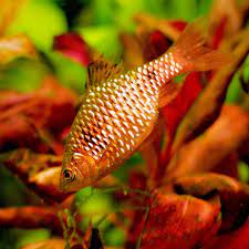 Golden Rosy Barb 4cm - Tropical Supplies North East