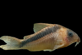 Rabauti Corydoras 5cm TB - Tropical Supplies North East