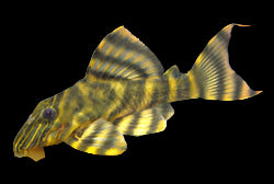 Panaqolus Tankei L398 3-4"