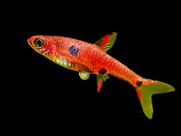 Strawberry Rasbora 1.2cm - Tropical Supplies North East