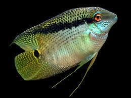 Festive Cichlid 5cm - Tropical Supplies North East