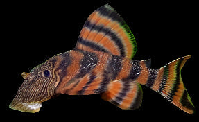 Alenquer Tiger L397 5-8cm