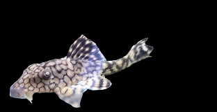 Tortoise Shell L37 5-6cm - Tropical Supplies North East