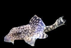 Tortoise Shell L37 5-6cm - Tropical Supplies North East