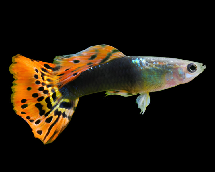 Dragon Tuxedo Male Guppy 3cm