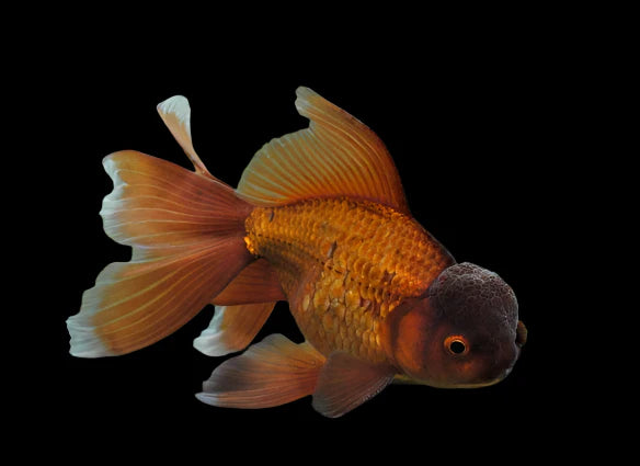 Chocolate Oranda 5’’ fancy