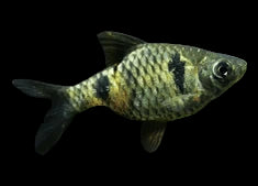 Spotted Sail Barb 3cm