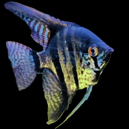 Zebra Smoked Angelfish 5cm