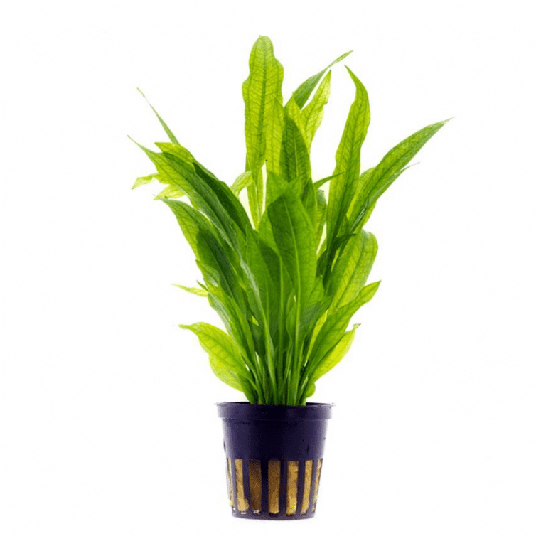 Echinodorus bleheri (Amazon sword) 20-30cm