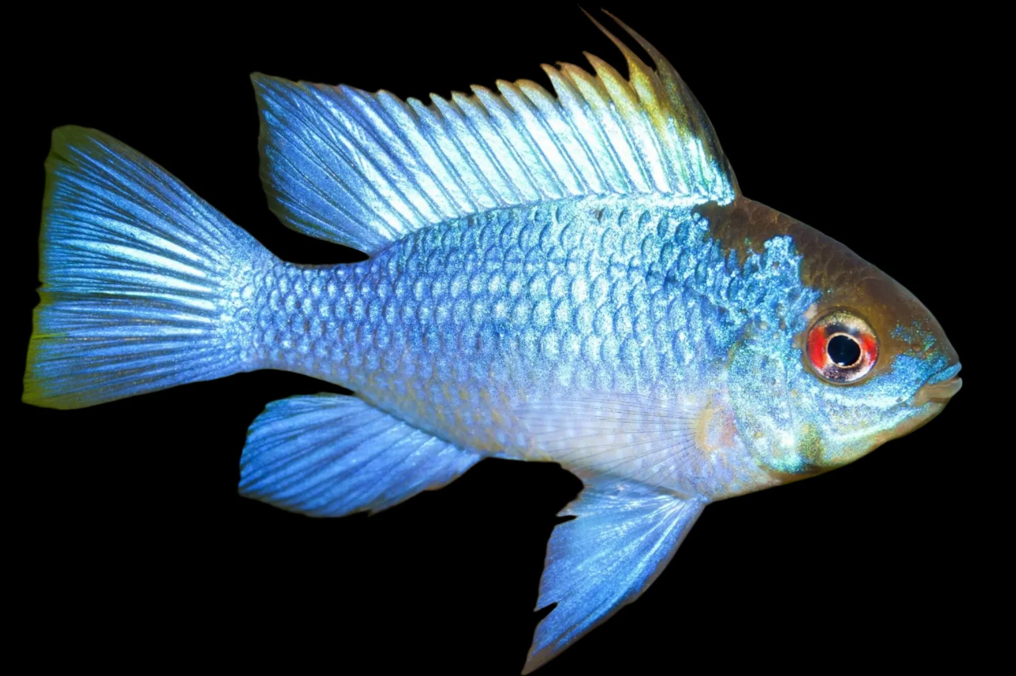 Electric Blue Ram XL 6cm - Tropical Supplies North East