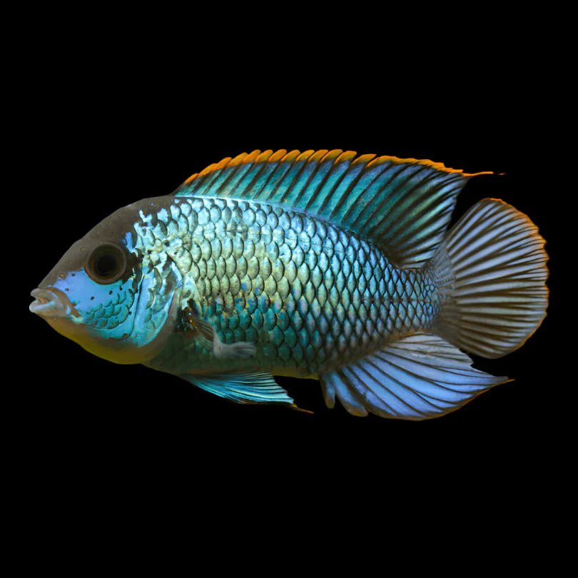 Electric Blue Acara 5-6cm south america