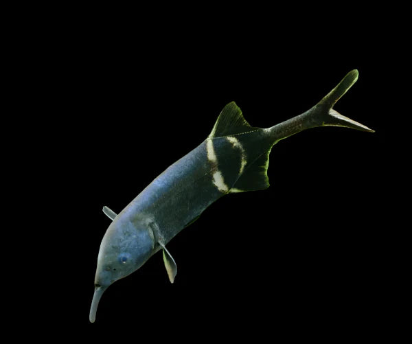 Long Nose Elephant Fish 12cm odd