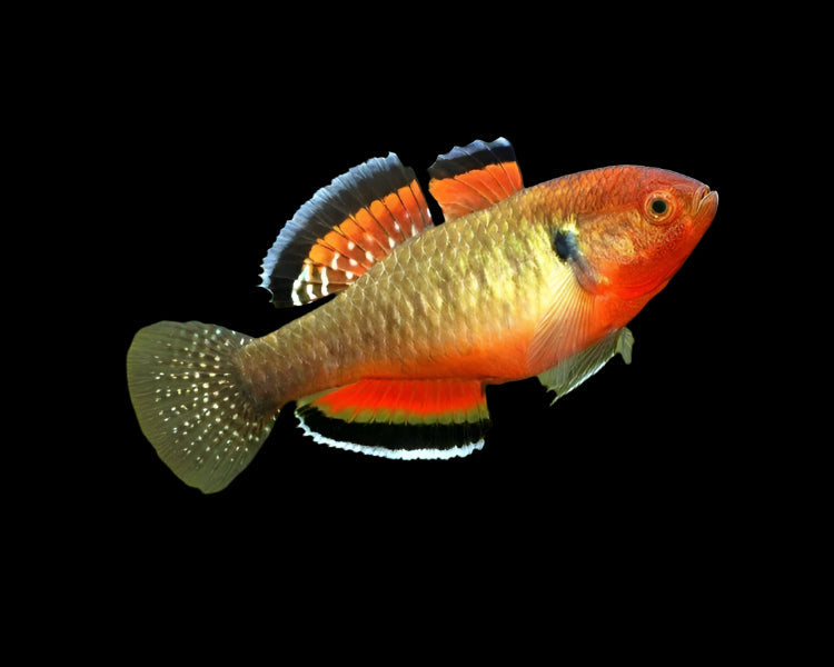 Empire Gudgeon Pair 4cm - Tropical Supplies North East