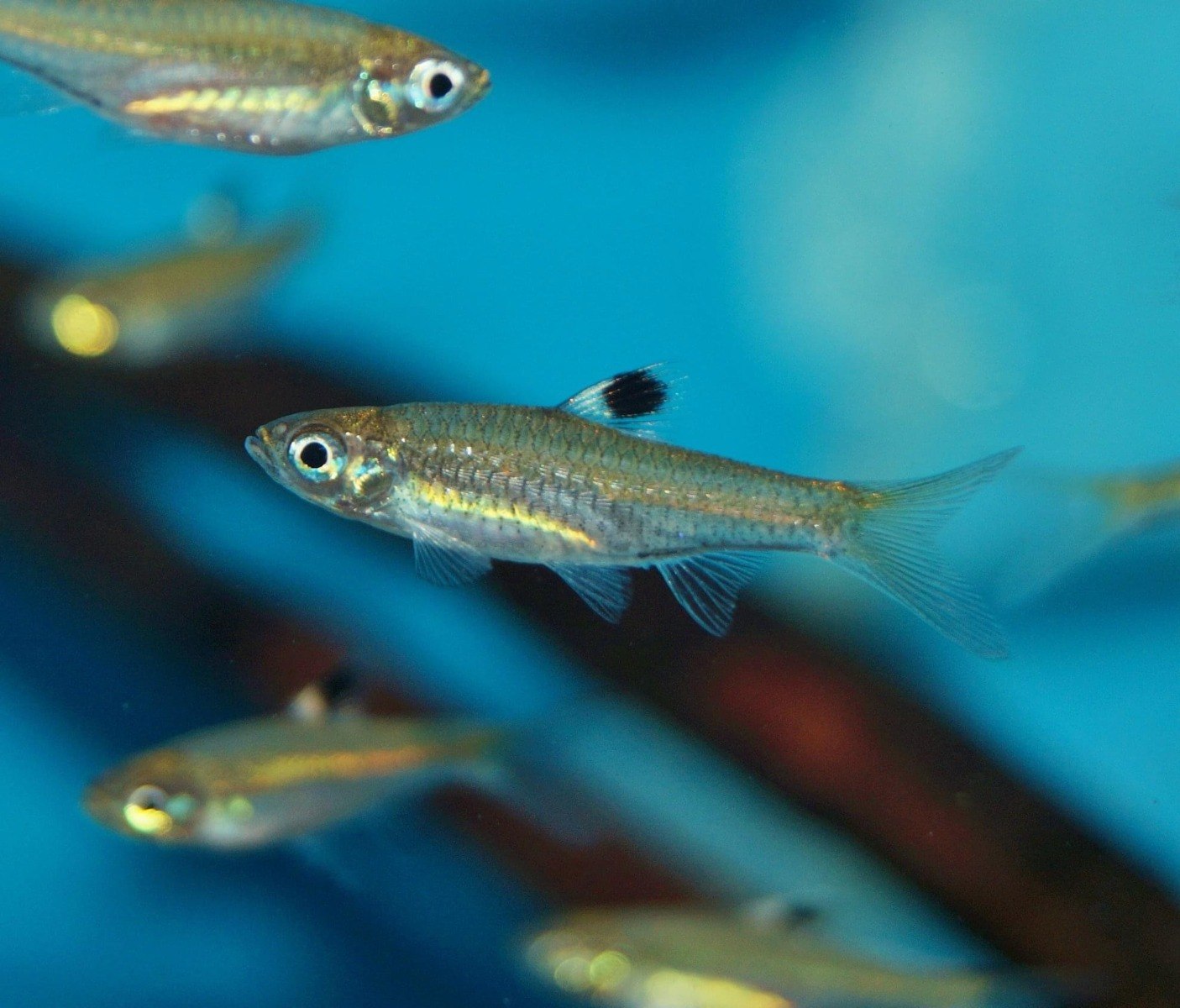 Green Eye Rasbora 3cm